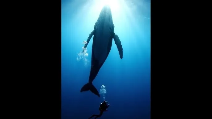 波多野结衣番号 - 深蓝星球：探索海洋深处的未知世界